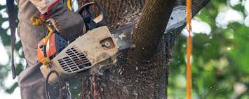 Best Tree Fertilization Services  in USA